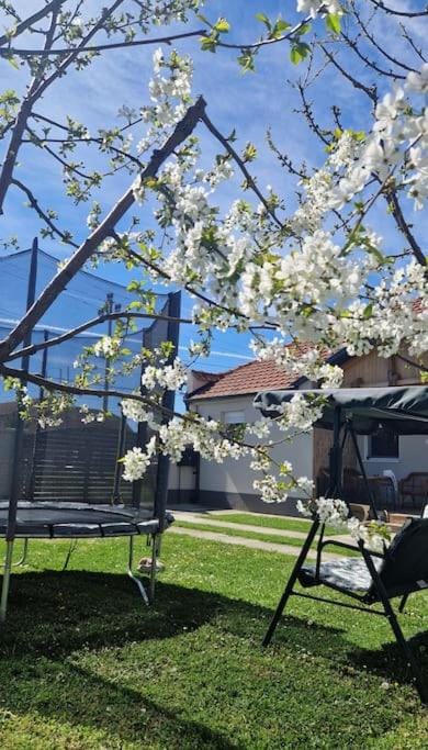 Day, Natural landscape, Garden, Garden view