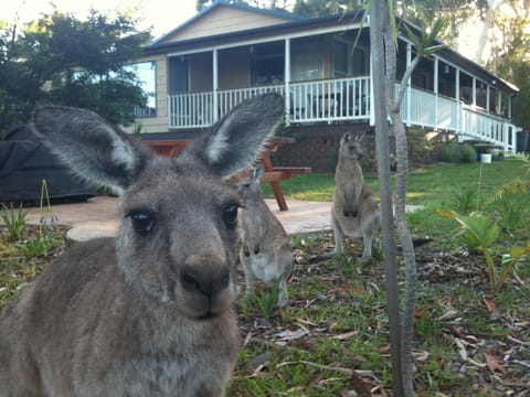 Garden, Animals