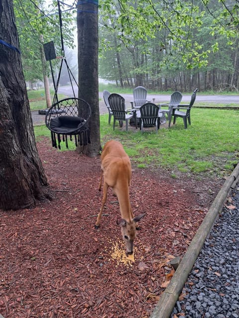 Fun Home in Pocono with Gameroom-Firpit-BBQ Grill-TV and AC in all rooms House in Tobyhanna