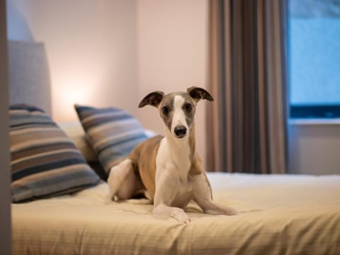 pet friendly, pet friendly