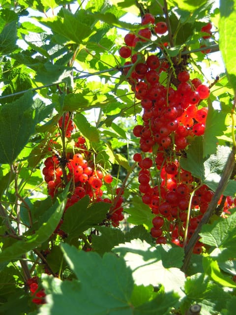 Garden, Food