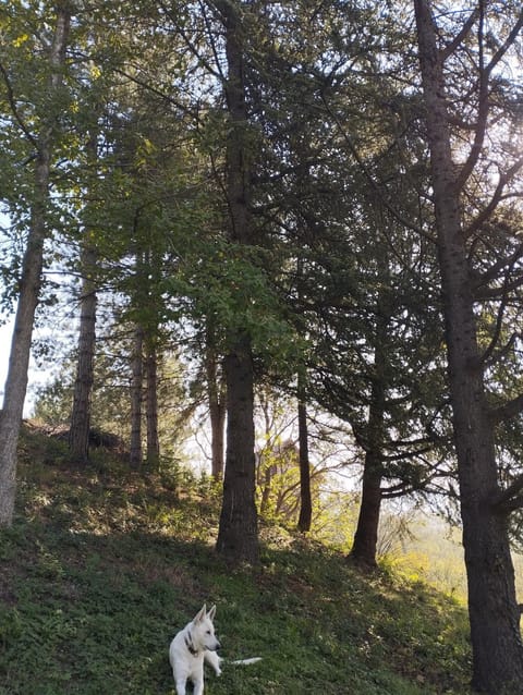 Natural landscape, Pets