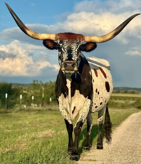 Animals
