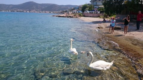 Beach, Sea view