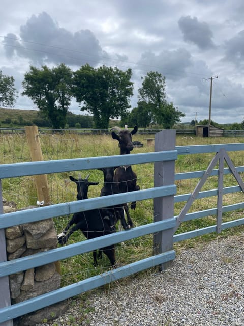 McCaffertys Apartment in County Sligo