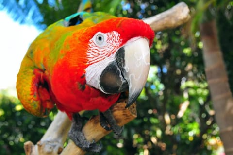 Animals
