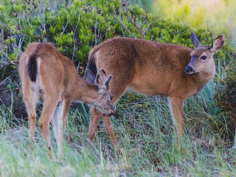 Morning Glory Resort & Suite Hotel in Ocean Shores