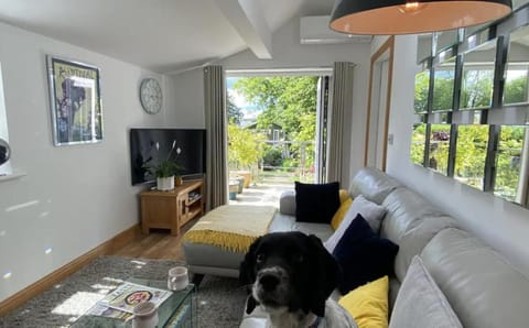 TV and multimedia, Living room, Seating area, Pets