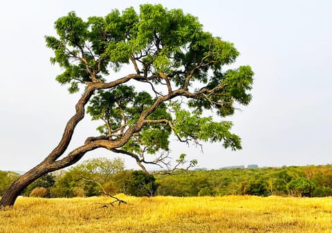 Natural landscape