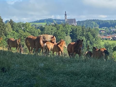 Haus Vogl - Fewo mit priv. Sauna und traumhaften Salzwasser-Pool Apartment in Berchtesgadener Land
