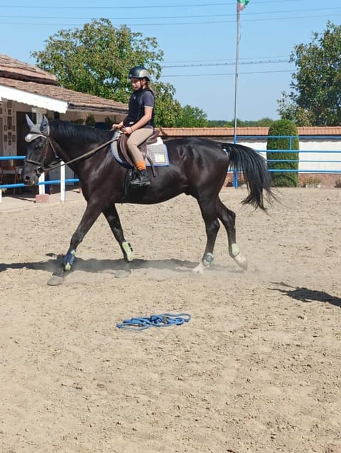 Horse-riding, Horse-riding, Animals
