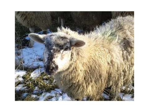 Ferienwohnungen Am Westerdeich Apartment in Nordfriesland