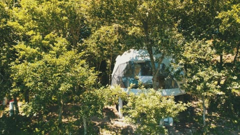 Day, Natural landscape, Garden