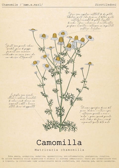 Le Floreali - Casa Camomilla Apartment in Bolsena