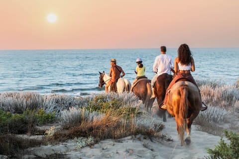 People, Natural landscape, Horse-riding, Beach, Animals, Sea view, Sunset, children, group of guests