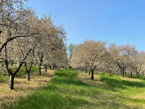 Cherry Blossom Farm House in Michigan