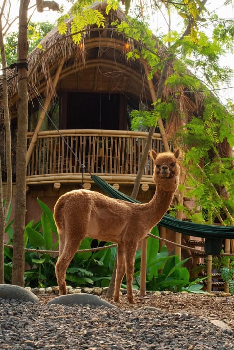 Facade/entrance, Animals