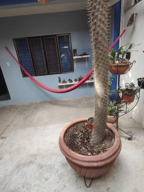 The azul flat room Apartment in Oaxaca