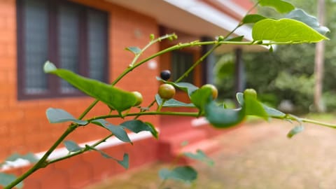 Property building, Day, Garden, Garden view