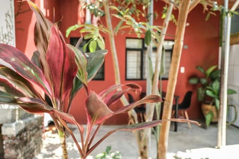 chill green beautiful downtown area TV good Wifi Apartment in Oaxaca