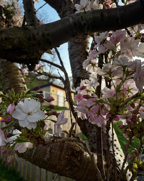 Castle View chalet Chalet in Llangollen
