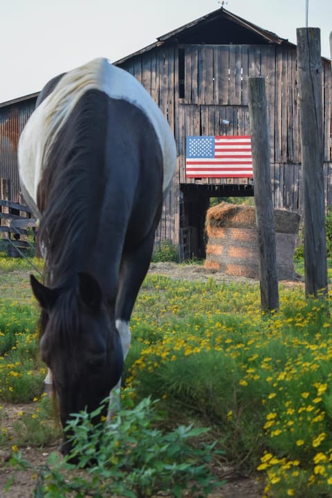 Crocketts Cabin Cabin in Columbia