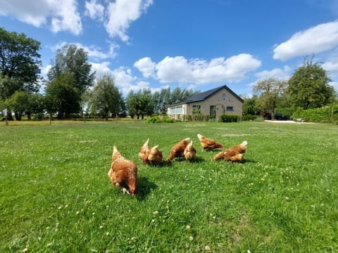 BB-4u House in Utrecht