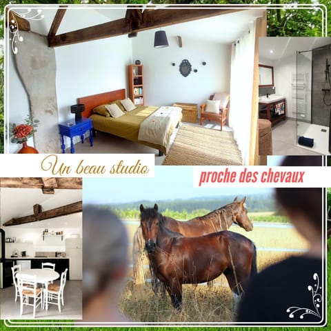 Animals, Pets, Pets, Pets, pet friendly, pet friendly