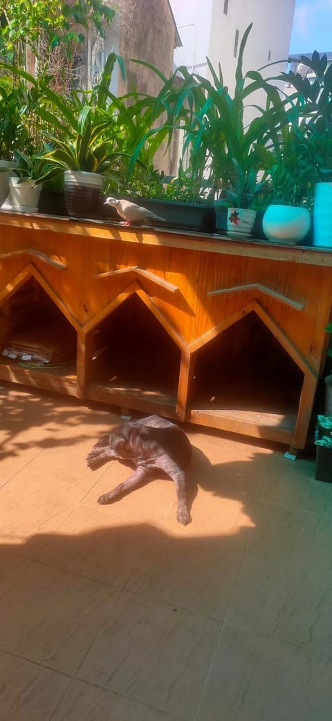 Balcony/Terrace, Pets