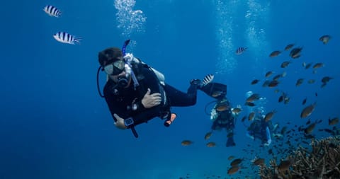 Activities, Activities, Diving, Diving