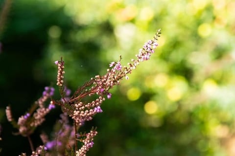 Historic Cottage Escape Near St Andrews House in Scotland