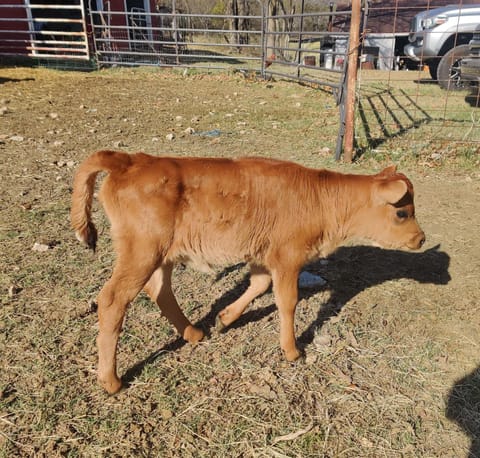 Cozy Tiny Home on the Farm On-Site Farm Animals House in Buffalo River