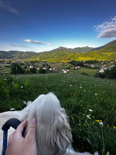 Day, Natural landscape, Pets, Mountain view