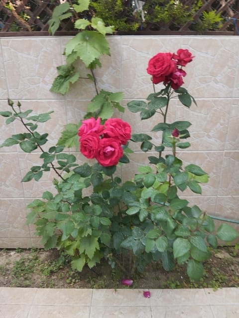 Apartment Mixail 1 Apartment in Halkidiki