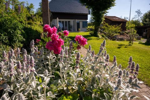 Property building, Summer, Garden view