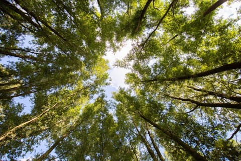 Day, Natural landscape