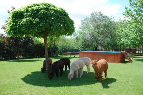 Garden, View (from property/room), Animals, Swimming pool