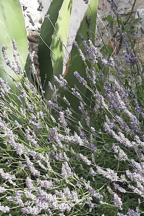 Maisonnette de charme Bord Ardèche Apartment in Balazuc