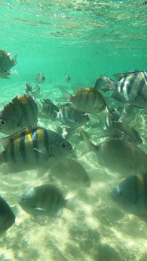 Glamping Sitio das Tartarugas Luxury tent in Angra dos Reis