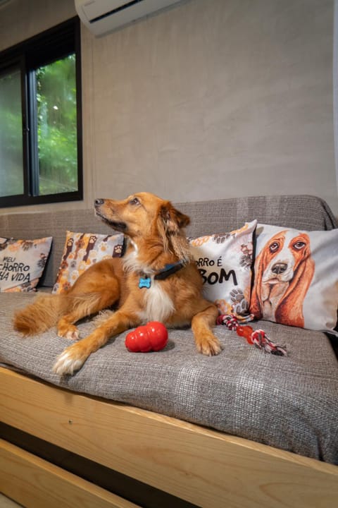 Living room, Pets, Pets, pet friendly