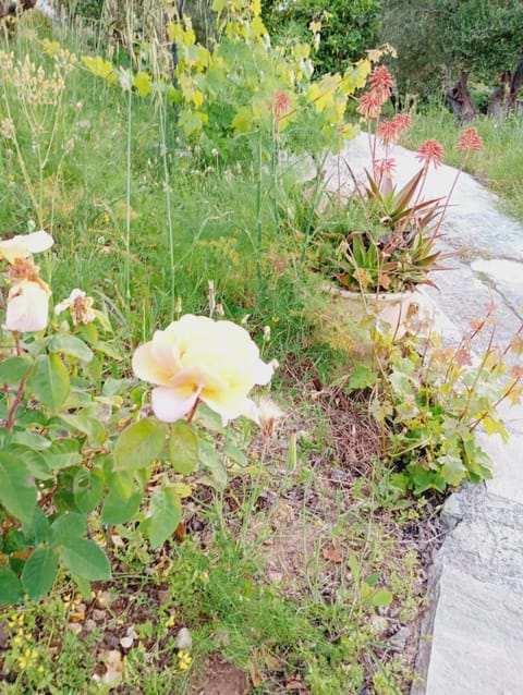 Stefanos Garden Apartment in Crete