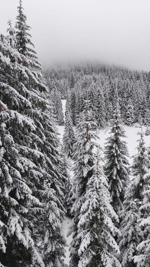 Natural landscape, Winter