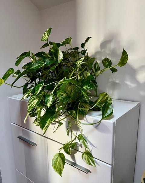 Apartments Dijana Apartment in Dobrota