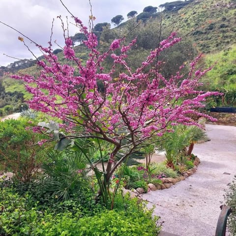villetta dei fichi d'India Apartment in Rio nell'Elba