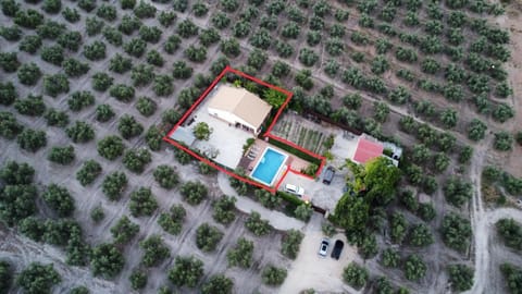 Day, Bird's eye view, Garden