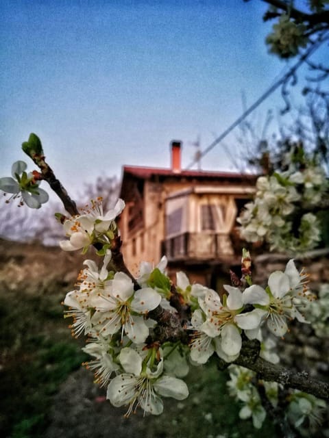 Property building, Spring, Day, Garden, Garden view
