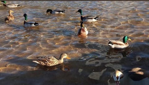 yuelai Apartment in Madrid