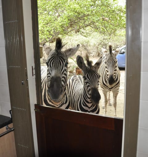 Property building, Animals