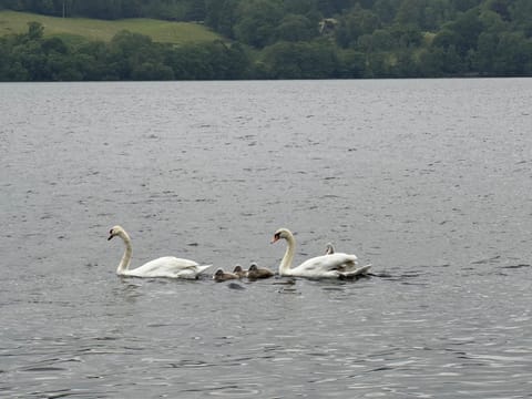 Lindisfarne Cottage in Windermere Apartment in Windermere