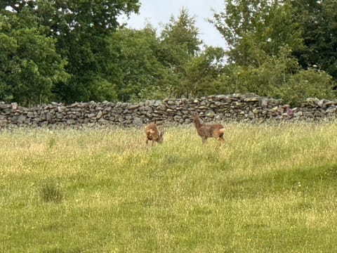 Lindisfarne Cottage in Windermere Apartment in Windermere